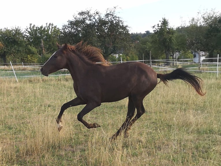 Altri pony/cavalli di piccola taglia Mix Castrone 2 Anni 146 cm Sauro in Pohlheim