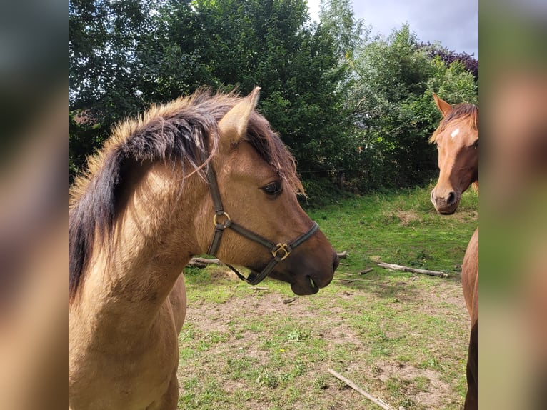Altri pony/cavalli di piccola taglia Castrone 2 Anni 148 cm Falbo in Klein Pampau