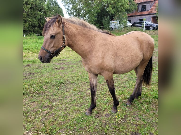 Altri pony/cavalli di piccola taglia Castrone 2 Anni 148 cm Falbo in Klein Pampau