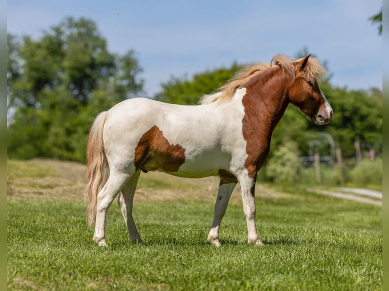 Altri pony/cavalli di piccola taglia Castrone 3 Anni 102 cm Pezzato in Ewing