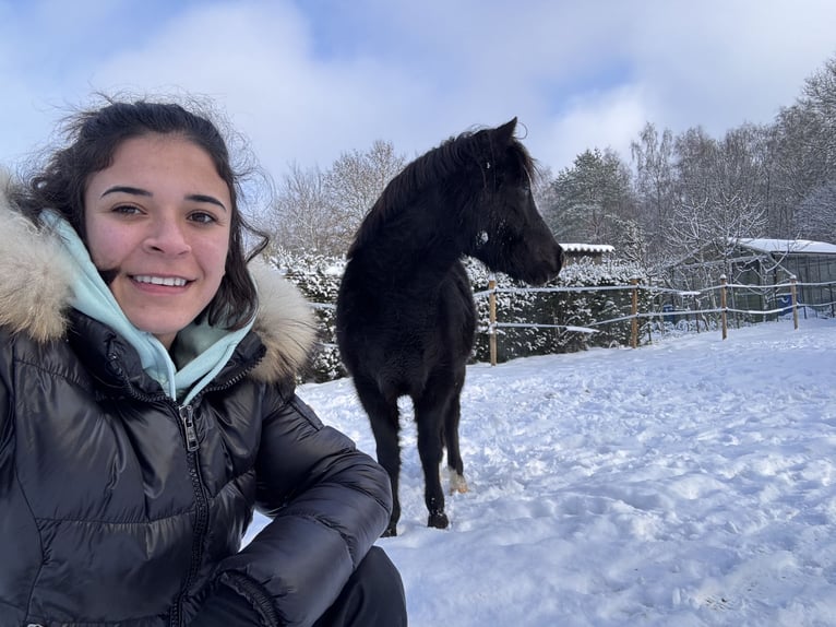 Altri pony/cavalli di piccola taglia Castrone 3 Anni 120 cm Morello in Beerse