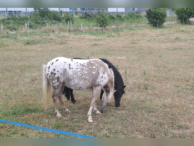 Altri pony/cavalli di piccola taglia Mix Castrone 3 Anni 125 cm Leopard in Heuchelheim