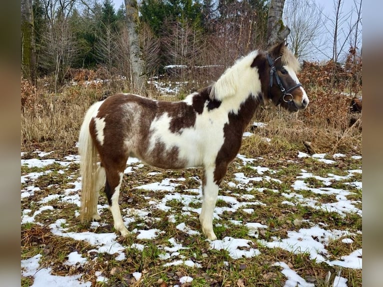 Altri pony/cavalli di piccola taglia Castrone 3 Anni 125 cm Pezzato in Pelmberg