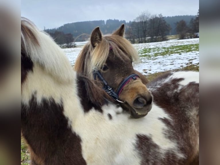 Altri pony/cavalli di piccola taglia Castrone 3 Anni 125 cm Pezzato in Pelmberg