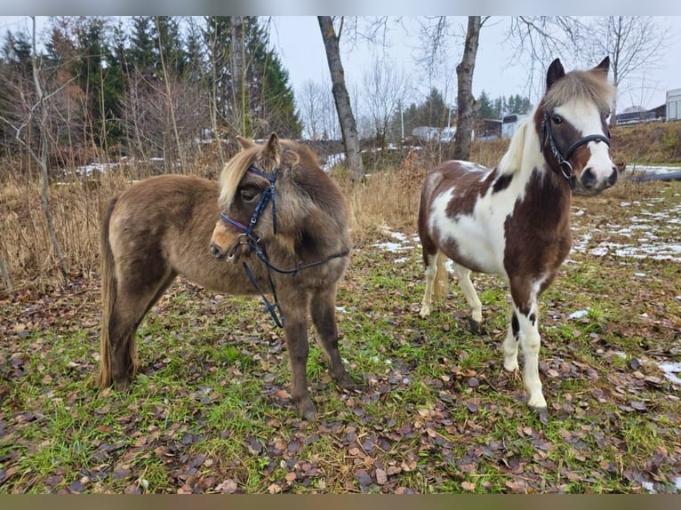 Altri pony/cavalli di piccola taglia Castrone 3 Anni 125 cm Pezzato in Pelmberg
