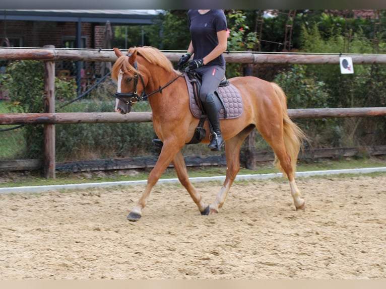 Altri pony/cavalli di piccola taglia Castrone 3 Anni 135 cm Sauro in Münster