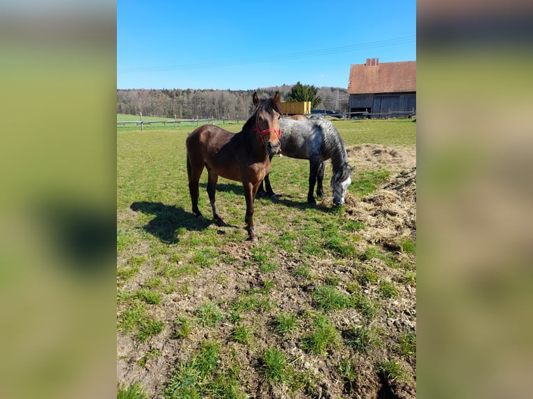 Altri pony/cavalli di piccola taglia Castrone 3 Anni 137 cm Baio in Bad Saulgau