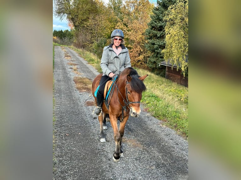 Altri pony/cavalli di piccola taglia Mix Castrone 3 Anni 140 cm Baio in Unterwart