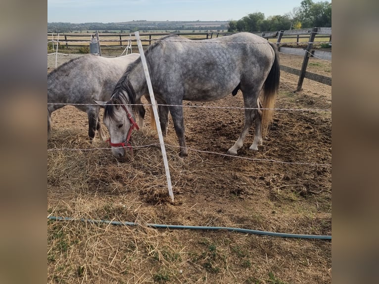 Altri pony/cavalli di piccola taglia Castrone 3 Anni 140 cm Grigio in Rechnitz
