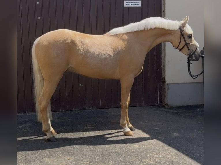 Altri pony/cavalli di piccola taglia Castrone 3 Anni 140 cm Palomino in Strzałkowo