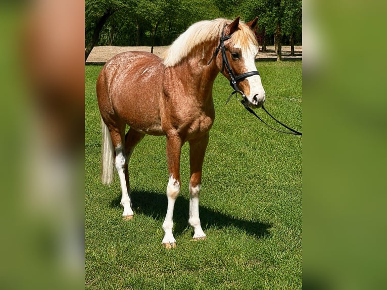 Altri pony/cavalli di piccola taglia Castrone 3 Anni 143 cm Roano rosso in Neu Gaarz