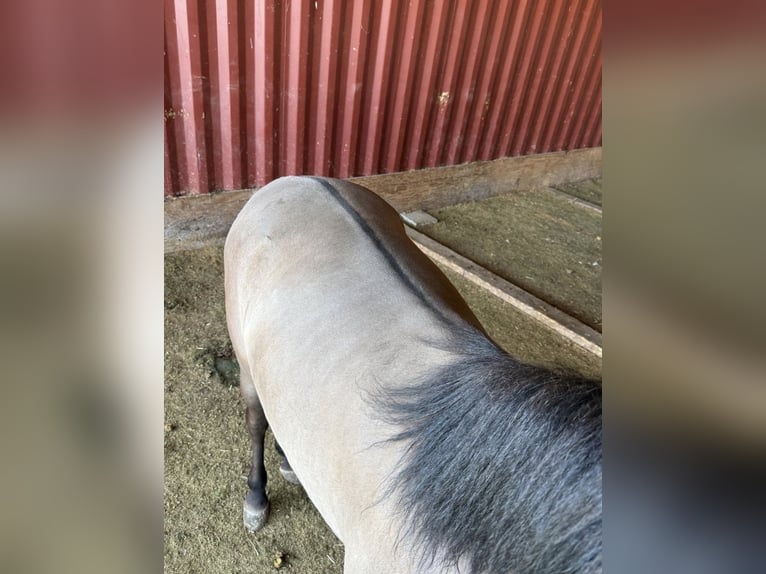 Altri pony/cavalli di piccola taglia Castrone 3 Anni 145 cm Grullo in Daleiden