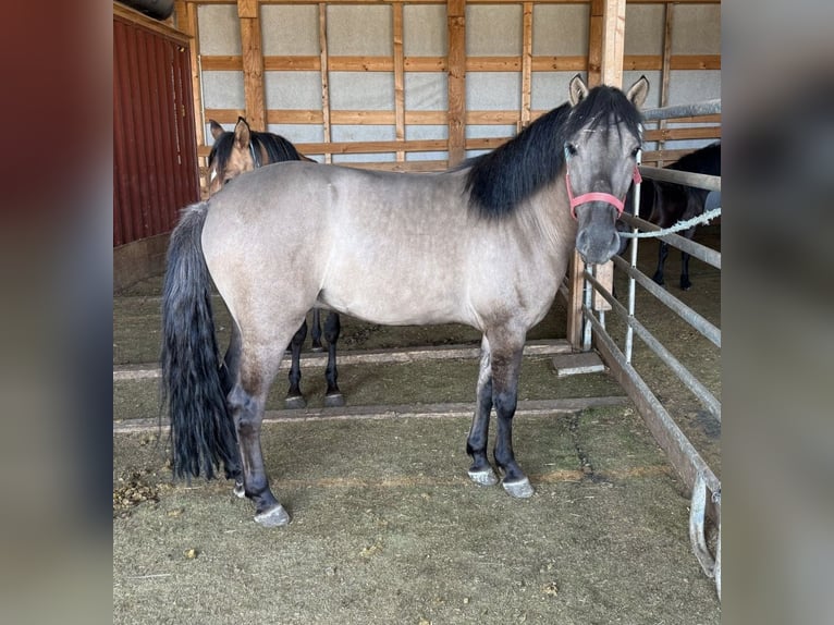 Altri pony/cavalli di piccola taglia Castrone 3 Anni 145 cm Grullo in Daleiden