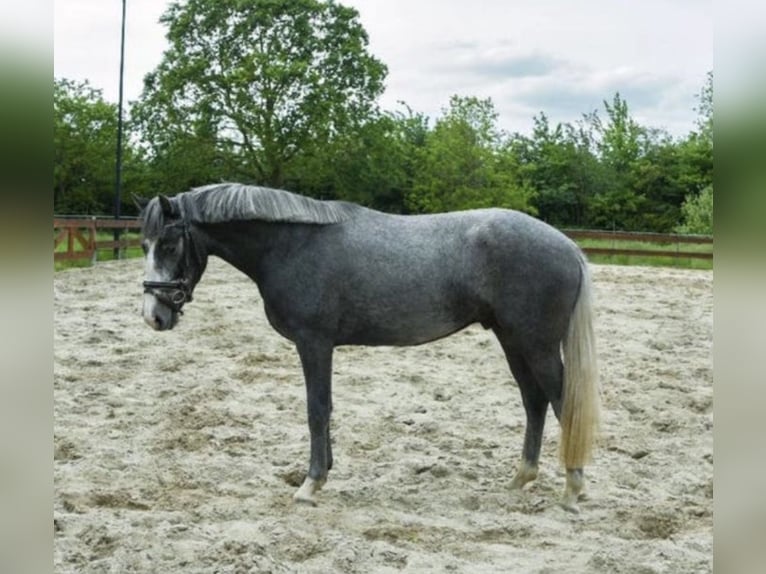 Altri pony/cavalli di piccola taglia Castrone 3 Anni 146 cm Grigio ferro in Wetteren