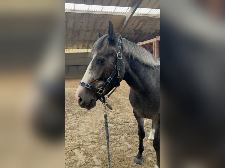 Altri pony/cavalli di piccola taglia Castrone 3 Anni 146 cm Grigio ferro in Wetteren