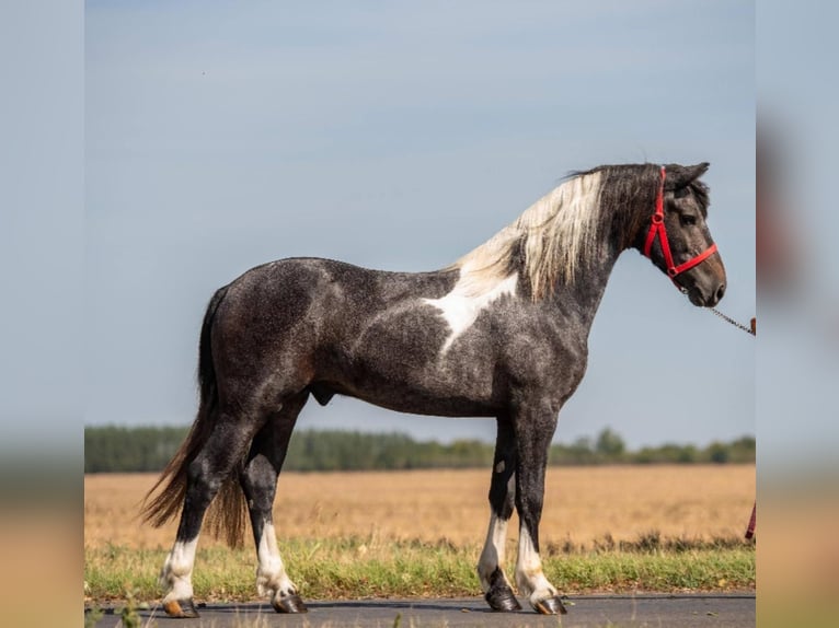 Altri pony/cavalli di piccola taglia Castrone 3 Anni 147 cm Pezzato in Rechnitz