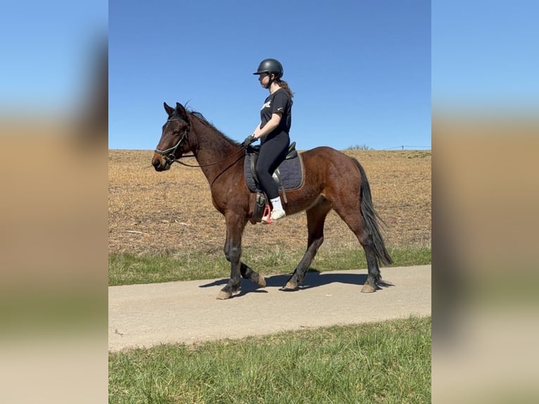 Altri pony/cavalli di piccola taglia Castrone 3 Anni 148 cm  in Daleiden