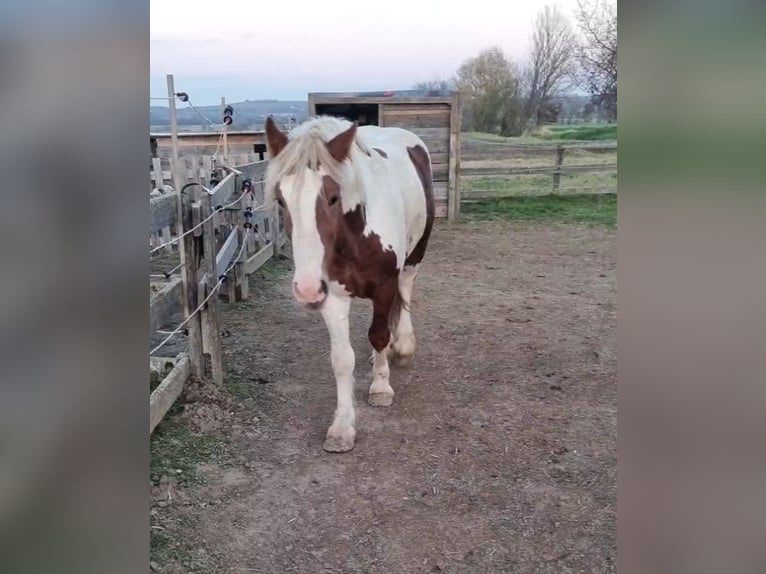 Altri pony/cavalli di piccola taglia Castrone 3 Anni 148 cm Pezzato in Rechnitz