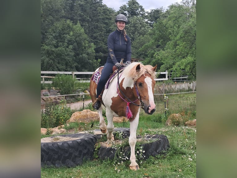 Altri pony/cavalli di piccola taglia Castrone 3 Anni 150 cm Pezzato in Bayerbach
