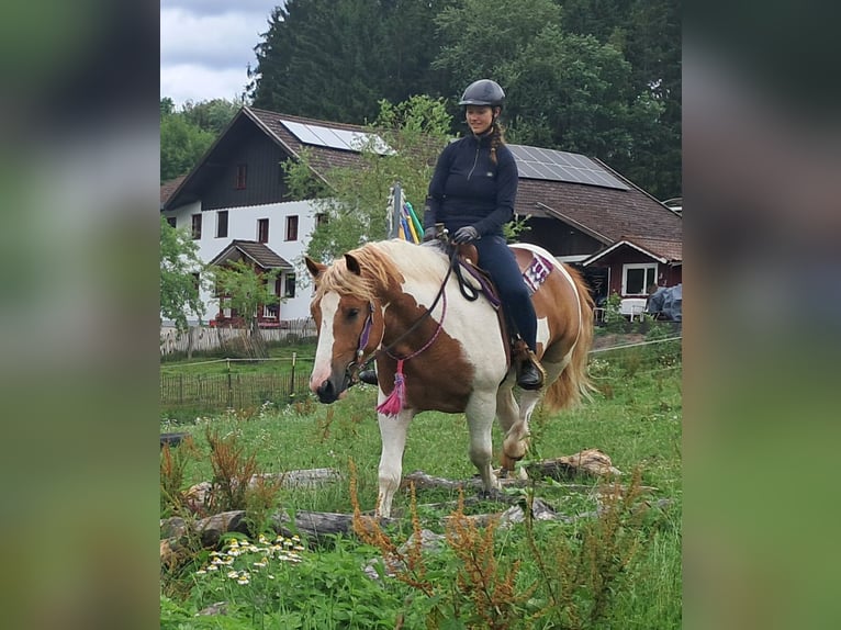 Altri pony/cavalli di piccola taglia Castrone 3 Anni 150 cm Pezzato in Bayerbach
