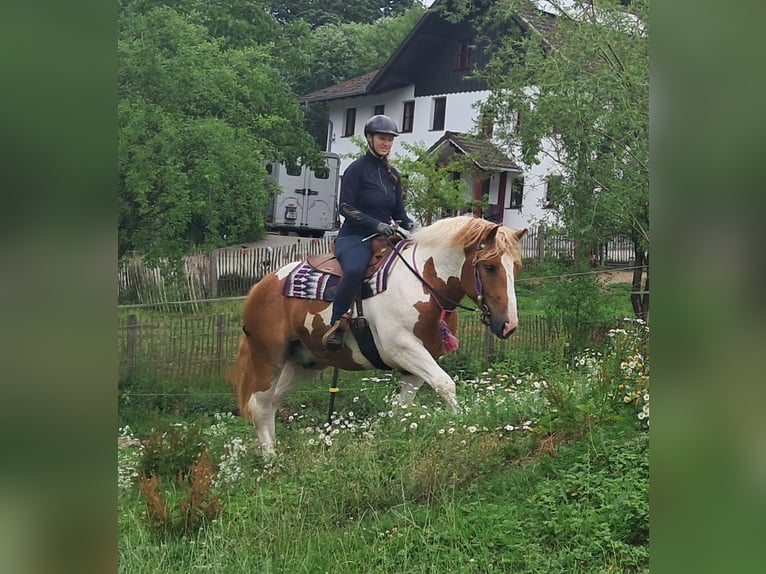 Altri pony/cavalli di piccola taglia Castrone 3 Anni 150 cm Pezzato in Bayerbach