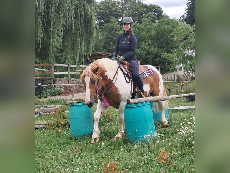 Altri pony/cavalli di piccola taglia Castrone 3 Anni 150 cm Pezzato in Bayerbach
