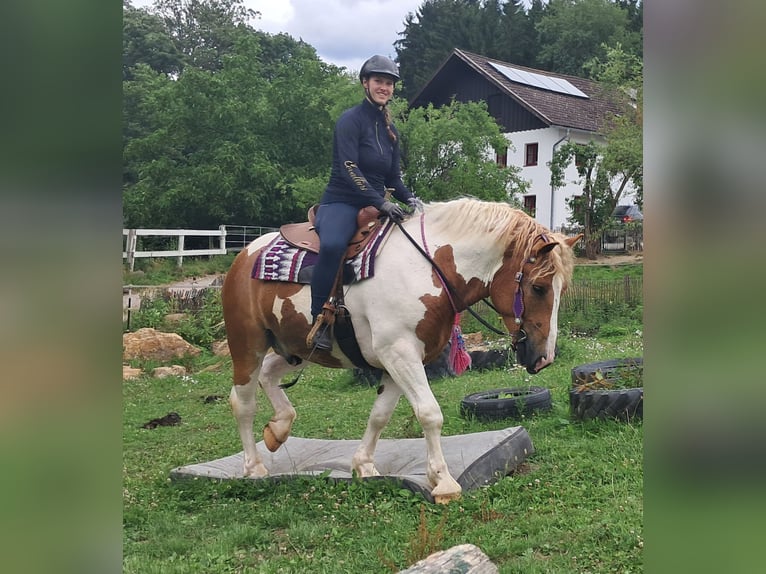 Altri pony/cavalli di piccola taglia Castrone 3 Anni 150 cm Pezzato in Bayerbach