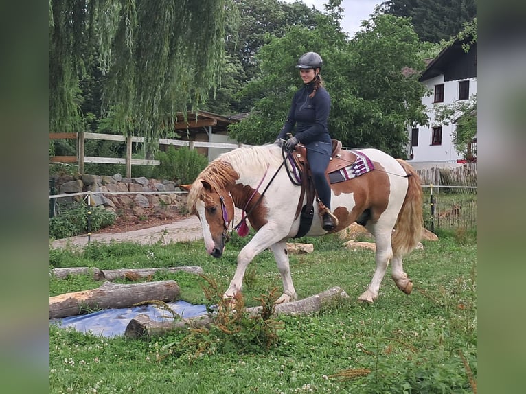 Altri pony/cavalli di piccola taglia Castrone 3 Anni 150 cm Pezzato in Bayerbach