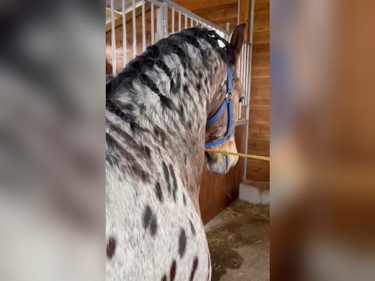 Altri pony/cavalli di piccola taglia Castrone 3 Anni 155 cm Leopard in Rechnitz
