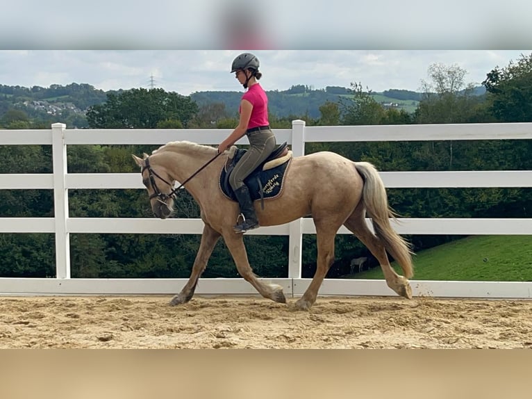 Altri pony/cavalli di piccola taglia Castrone 3 Anni 155 cm Palomino in Morsbach