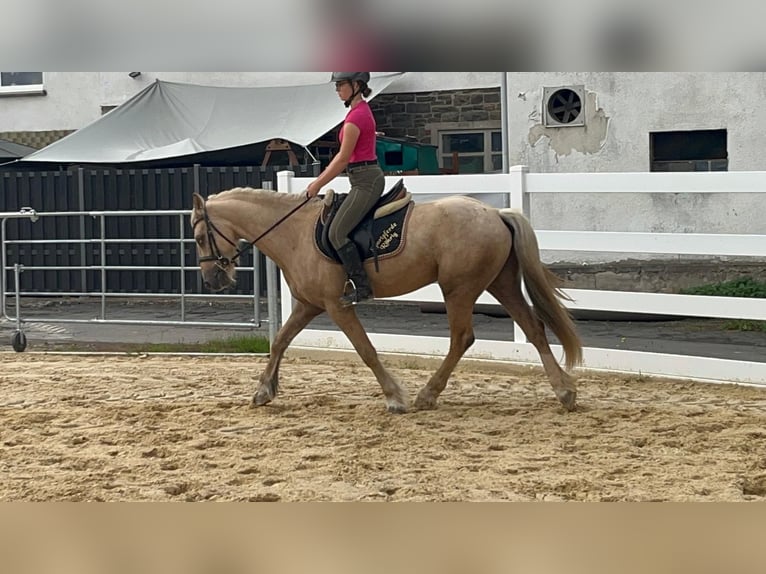 Altri pony/cavalli di piccola taglia Castrone 3 Anni 155 cm Palomino in Morsbach