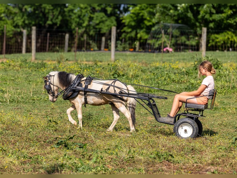 Altri pony/cavalli di piccola taglia Castrone 3 Anni 89 cm Pezzato in Ewing