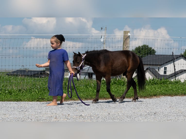Altri pony/cavalli di piccola taglia Castrone 3 Anni 91 cm Baio ciliegia in Fredericksburg
