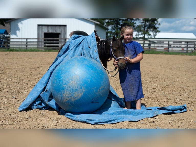 Altri pony/cavalli di piccola taglia Castrone 3 Anni 91 cm Baio ciliegia in Fredericksburg