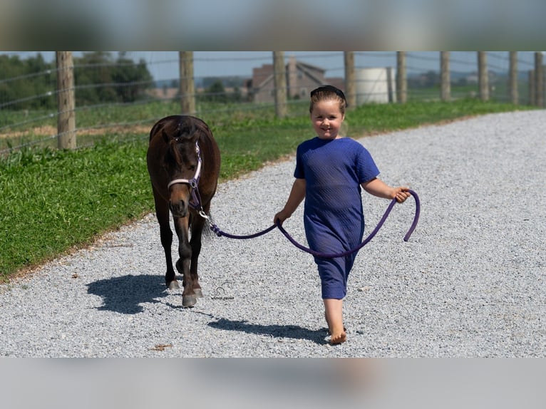 Altri pony/cavalli di piccola taglia Castrone 3 Anni 91 cm Baio ciliegia in Fredericksburg