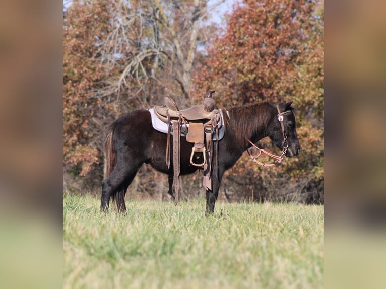 Altri pony/cavalli di piccola taglia Castrone 4 Anni 102 cm Morello in Brownstown
