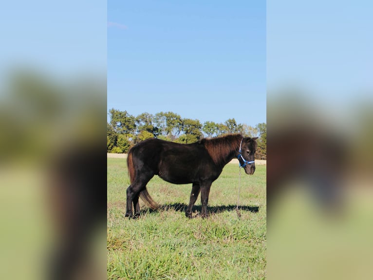 Altri pony/cavalli di piccola taglia Castrone 4 Anni 102 cm Morello in Brownstown