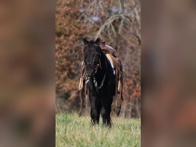 Altri pony/cavalli di piccola taglia Castrone 4 Anni 102 cm Morello in Brownstown
