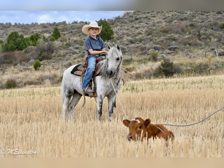 Altri pony/cavalli di piccola taglia Castrone 4 Anni 104 cm Grigio in Rigby