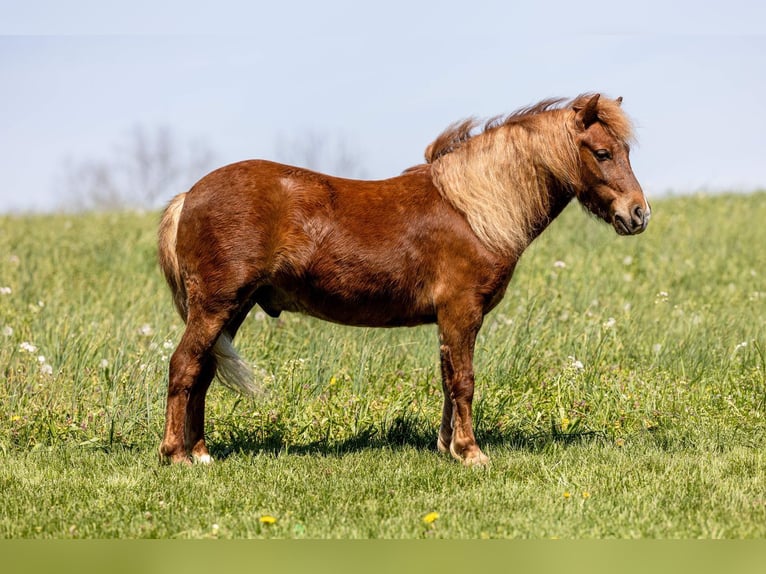 Altri pony/cavalli di piccola taglia Castrone 4 Anni 104 cm Sauro ciliegia in Ewing