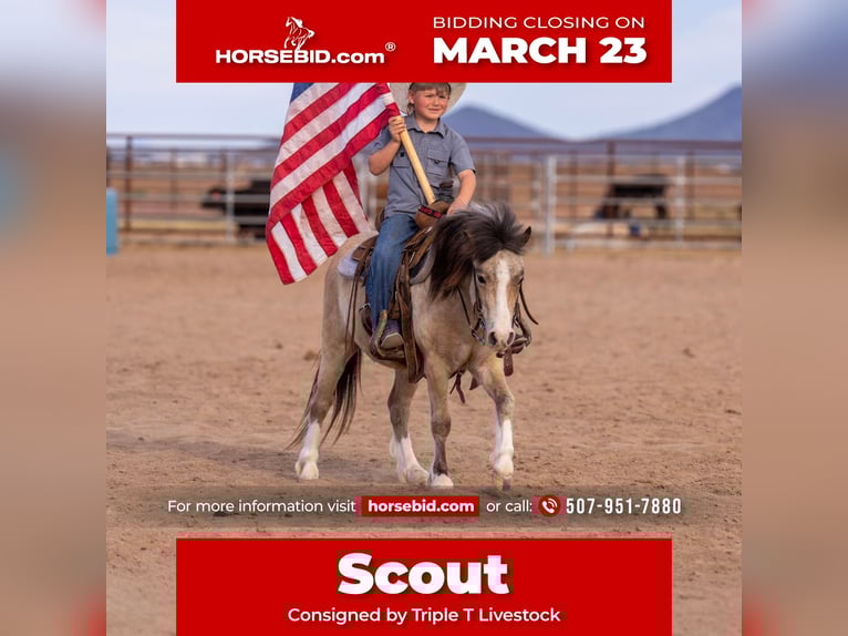 Altri pony/cavalli di piccola taglia Castrone 4 Anni 107 cm Pelle di daino in Aguila