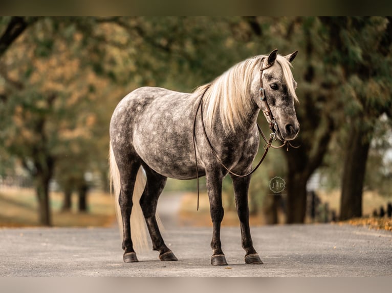 Altri pony/cavalli di piccola taglia Castrone 4 Anni 112 cm Grigio in Lebanon