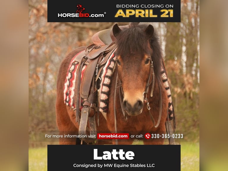 Altri pony/cavalli di piccola taglia Castrone 4 Anni 112 cm in Fresno