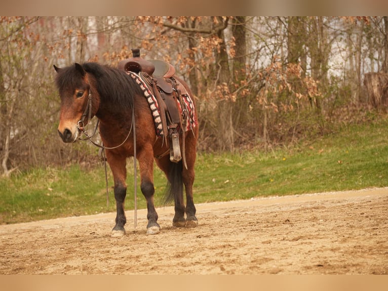 Altri pony/cavalli di piccola taglia Castrone 4 Anni 112 cm in Fresno