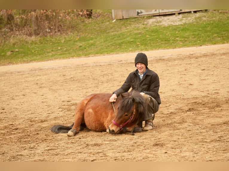 Altri pony/cavalli di piccola taglia Castrone 4 Anni 112 cm in Fresno