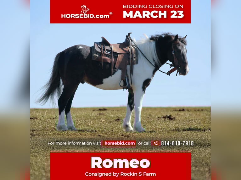 Altri pony/cavalli di piccola taglia Castrone 4 Anni 112 cm Pezzato in Rebersburg