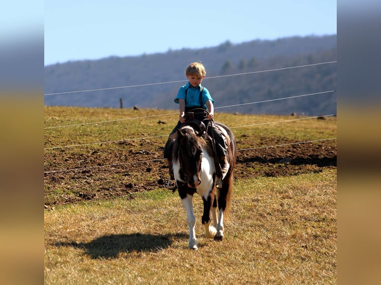 Altri pony/cavalli di piccola taglia Castrone 4 Anni 112 cm Pezzato in Rebersburg