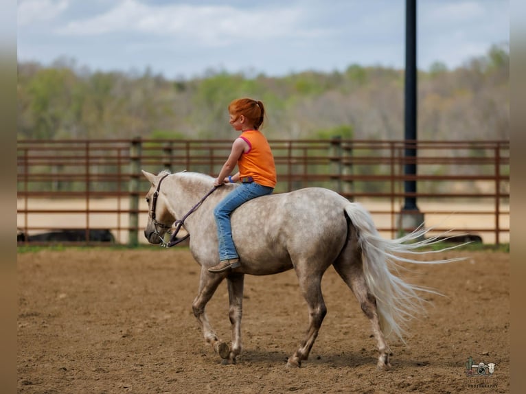 Altri pony/cavalli di piccola taglia Castrone 4 Anni 114 cm Palomino in Auburn