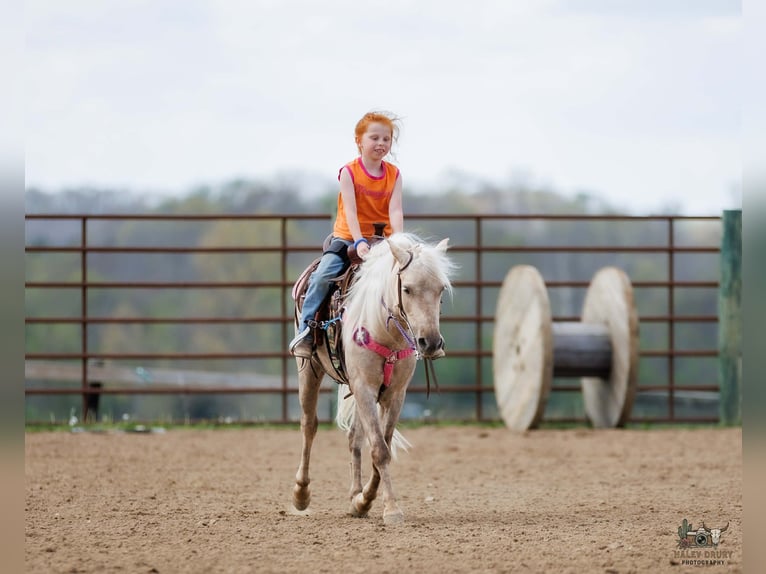 Altri pony/cavalli di piccola taglia Castrone 4 Anni 114 cm Palomino in Auburn