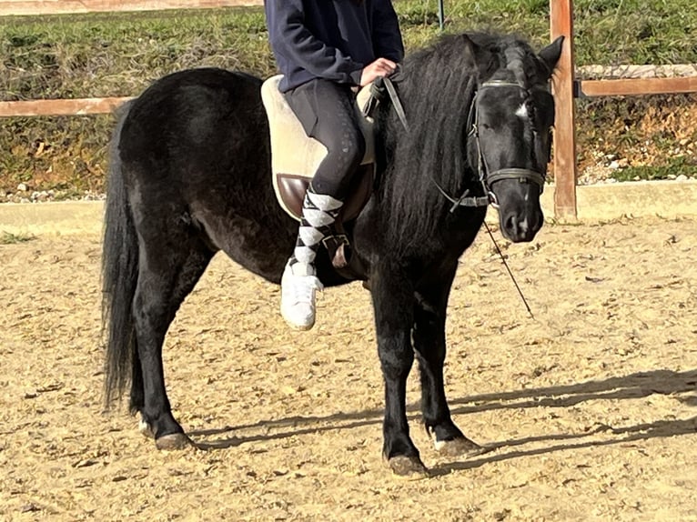 Altri pony/cavalli di piccola taglia Castrone 4 Anni 116 cm Morello in Ursensollen